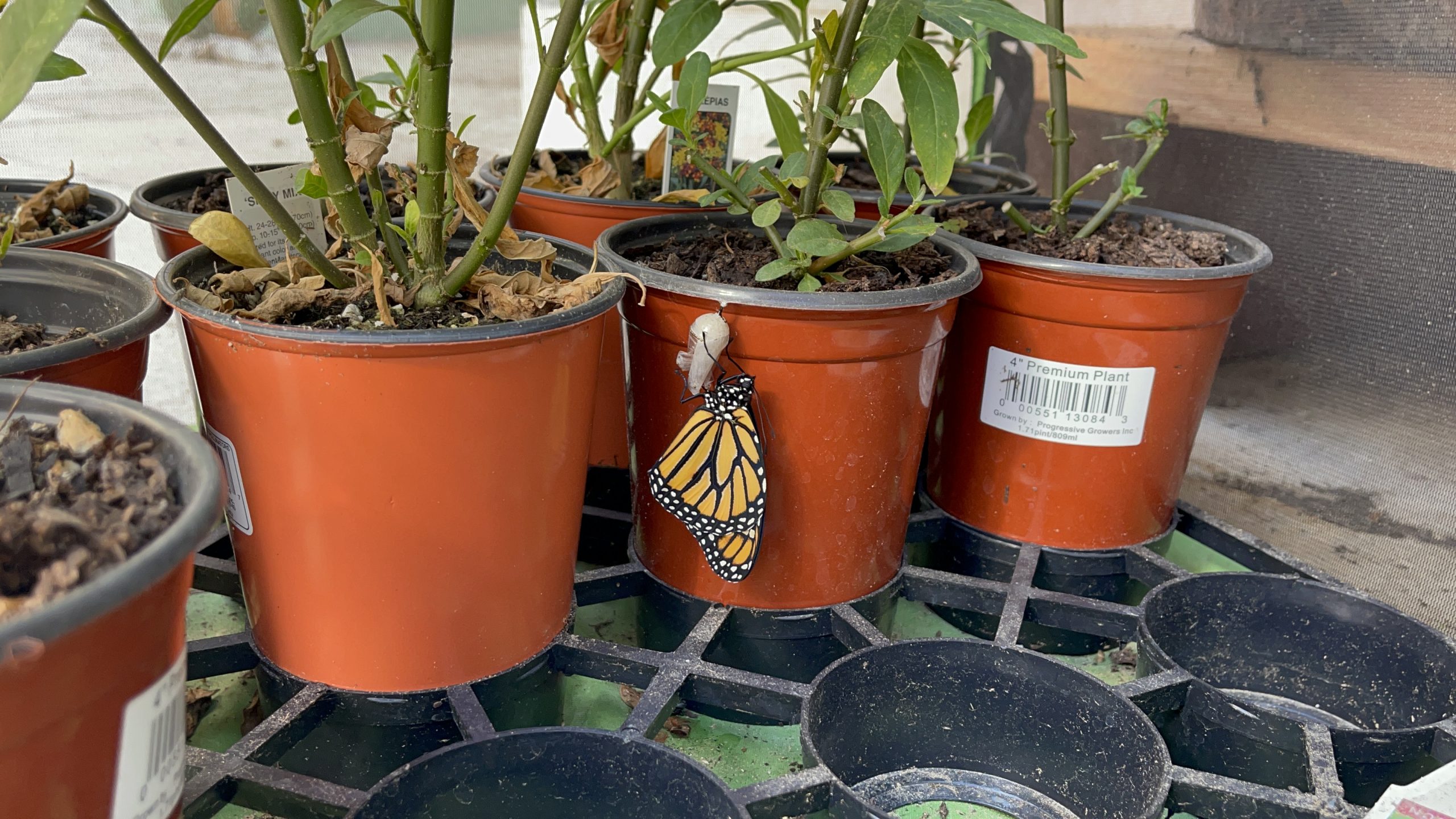 Milkweed